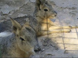   !   2014. Present freedom to them! Zoo Odesa 2014.