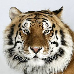 ������, ������