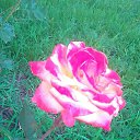 ���� �����, ���������, 50 ��� - ��������� 18 ���� 2015 � ������ ������ ��������