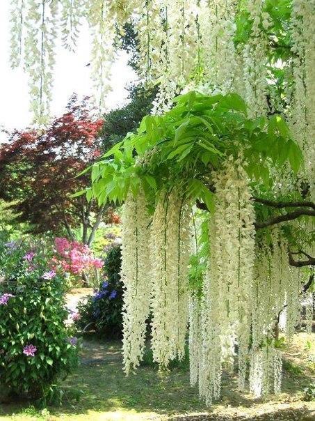 Kawachi Fuji Garden.   ,  - 3