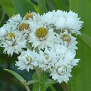 ���� ������, ���������, 66 ��� - ��������� 11 ������� 2015 � ������ ���� ����������