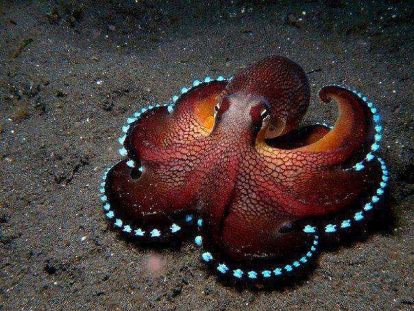  Octopus marginatus