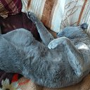 ���� �������, ��������, 57 ��� - ��������� 29 ������� 2015 � ������ ���� ����������