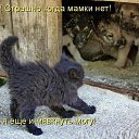 ���� ������, ��������, 52 ���� - ��������� 16 ��� 2015 � ������ ������ ��������