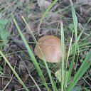 ���� ������, �������, 41 ��� - ��������� 12 ���� 2015 � ������ ����� �����