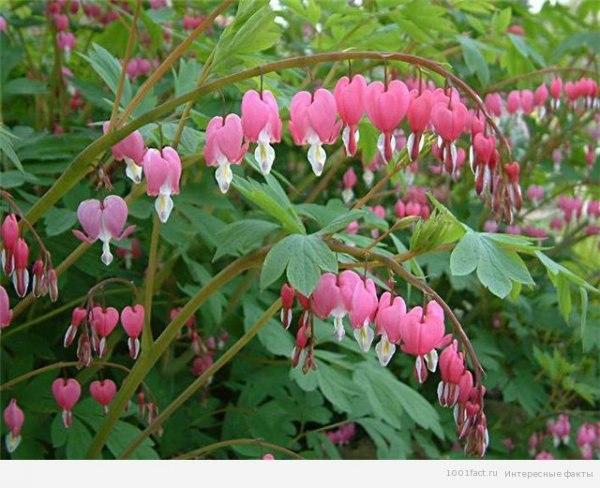 �������� ������������ ��� ��������� �������� ������� ������������ � �����������, � � �������� ������ ...