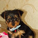 ���� �����, �����������, 56 ��� - ��������� 20 �������� 2015 � ������ ���� ����������