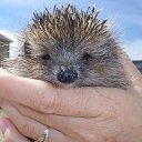  Leyla, , 52  -  21  2015    