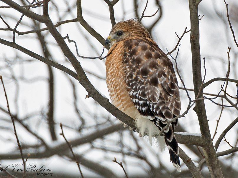 Red Shouldered Hawk