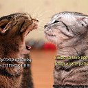 ���� Galla, ������� - ��������� 13 ���� 2015 � ������ ������ ��������
