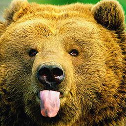 ���� �����, �������, 43 ���� - ��������� 30 ������ 2015