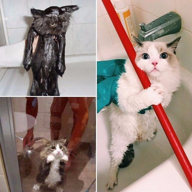   .#animal@travel.blog - 5