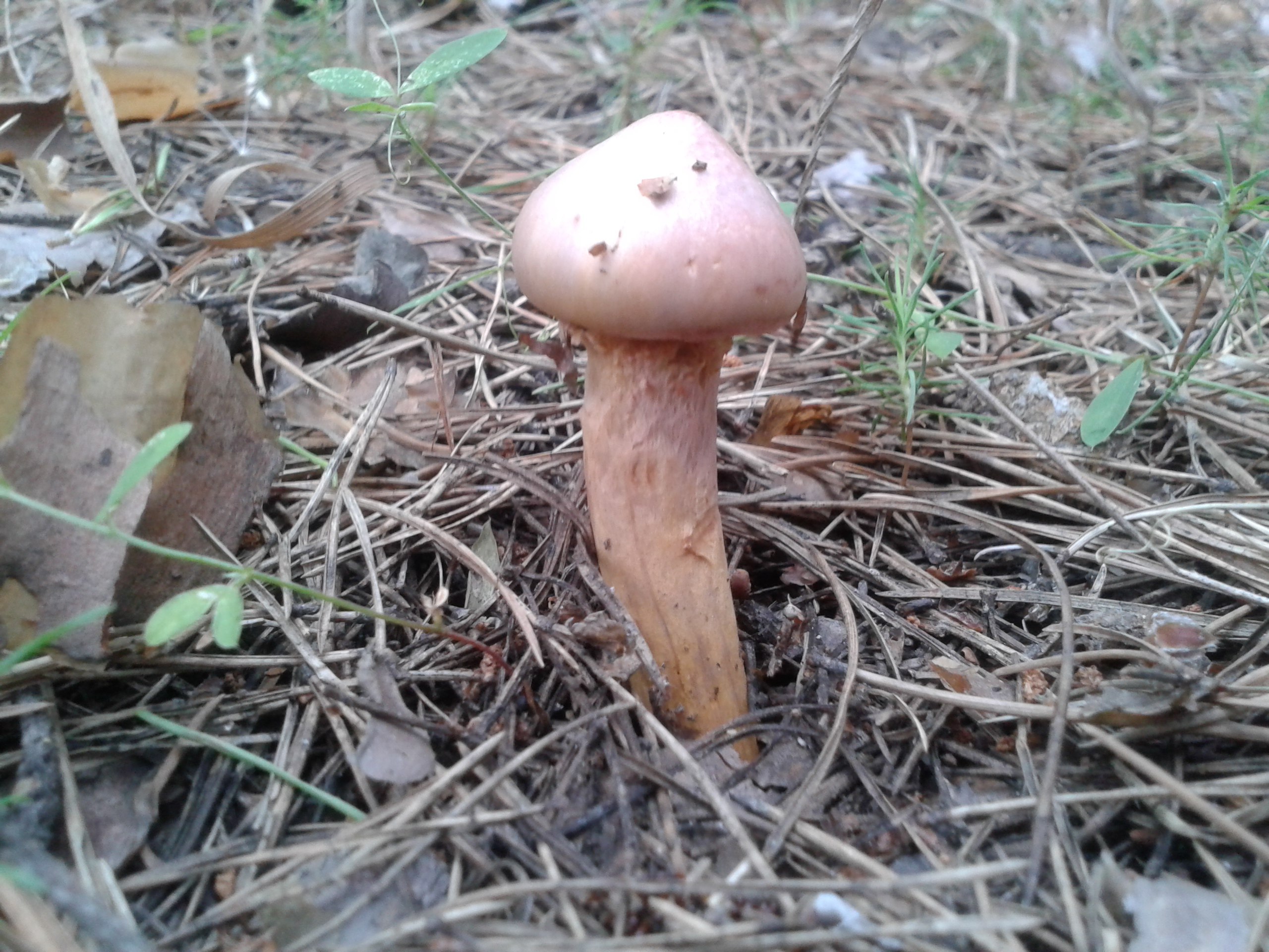 Cortinarius rubellus
