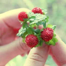 ���� �������, ������ - ��������� 29 ��� 2015