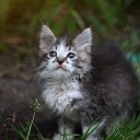 ���� ��� ��������� �������� �������! 
���������� �����, ��
������� 1-1,5 ������, ��������, �� ���� ����������, ����� �������� �������� �������, ����� � �������, ������ ��������������, � ����� ������� � ��������, �������� ��������. � ��� ������ ���������� �� ���������! �������� �������� ����������! 
��� ������ � ����-��������? ������������! ������� ������ ����, ����� ������ ��� (��� ��������� ����������)!!!

�� ��������: 89057864108 ������ https://vk.com/id57081128 
������ ����: https://vk.com/al �� ������� ���������