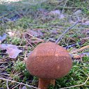  , , 61  -  2  2015   1  2013    ()