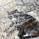 ���� �������, �������� ���, 54 ���� - ��������� 15 ���� 2015