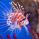 ���� �����, ��������� - ��������� 20 ���� 2015 � ������ ���� ����������