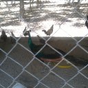    -  ,  -  31  2015   .  2015.  .  6-.