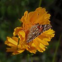 ���� Victor, ������� - ��������� 9 ���� 2015 � ������ ���� ����������