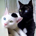 ���� ������, ���������� - ��������� 4 �������� 2015 � ������ ������ ��������