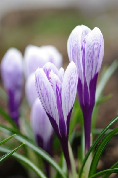 Пусть будет на душе у вас весна - всегда, в любое время года! А в вашем доме каждый час - царит ... - 4