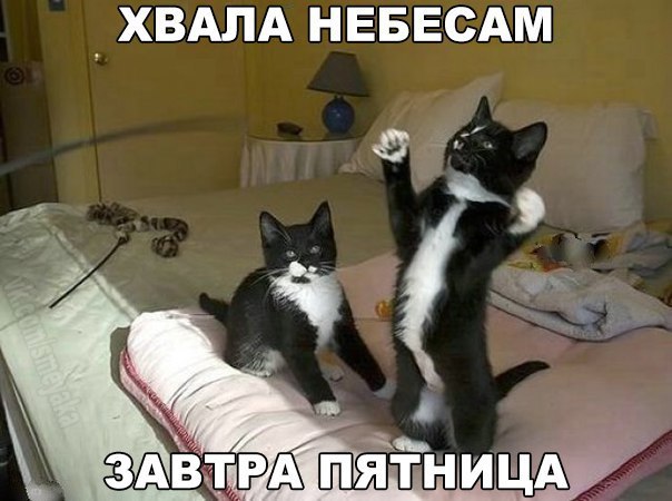 ������ �� ��� :D - 18 �������� 2015 � 07:39