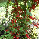 ���� ***J@xson***, ������, 44 ���� - ��������� 4 ������� 2015 � ������ ���� ����������