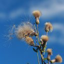 ���� �ocpucm, ������, 48 ��� - ��������� 14 ������� 2015 � ������ ������������, 02.08.2015�