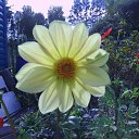  , , 61  -  9  2015   ۻ