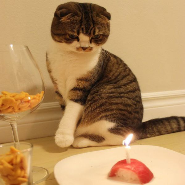 Happy Birthaday to cat :3