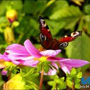 ���� *Jenny*, ������, 45 ��� - ��������� 4 ��� 2015 � ������ �����