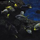 ���� �������, ������, 53 ���� - ��������� 10 �������� 2015 � ������ �������