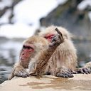 ���� Ssssss, ���� - ��������� 25 ������ 2015 � ������ ���� ����������