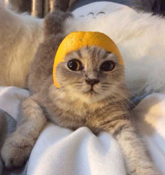 Наш хозяин идиот - 5