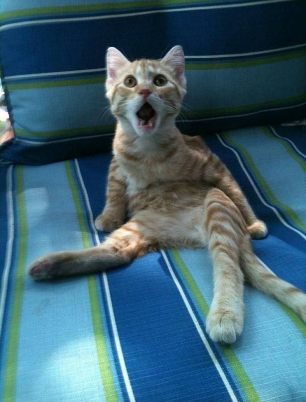 ��� ����������! ������ ����, ���������! - 4