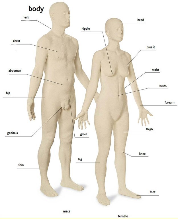   - Parts of https://fs-play.com/away?to=/sl/1Db2 - head - arm - hand - shoulder - elbow - ... - 5