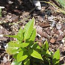 �������� ���� �� ������� ���� ����������