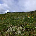 ���� �����, ����������, 46 ��� - ��������� 8 ���� 2015