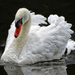 �������, ���������, 56 ���