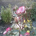  , , 49  -  20  2015    -2015