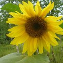 ���� �������, ������ - ��������� 28 ������ 2015 � ������ ���� ����������