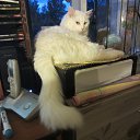 ���� �������, �����-���������, 72 ���� - ��������� 12 ���� 2015 � ������ ���� ����������