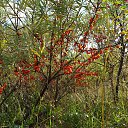 ���� ����, �������-���������, 48 ��� - ��������� 15 �������� 2015 � ������ ���� ����������