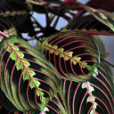 maranta    :  