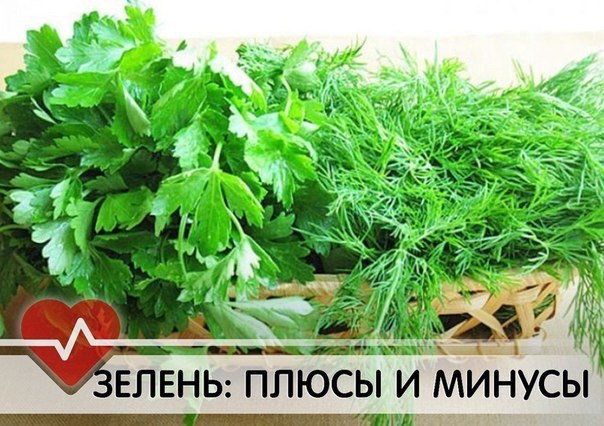 ЗЕЛЕНЬ: ПЛЮСЫ И МИНУСЫ. ПЕТРУШКА: поднимает потенцию и убирает отеки+ Полезна при болях в сердце. ...