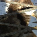 ���� ����������, ���������, 44 ���� - ��������� 8 ���� 2015 � ������ ���� ����������