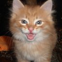  ,  -  2  2015    )))