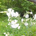  , -, 43  -  17  2015   