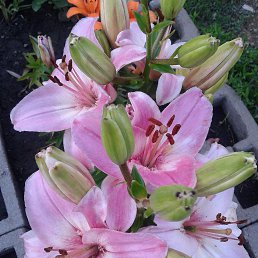 ���� �������, ��� - ��������� 9 ���� 2015